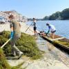 Intervento sperimentale di Estirpazione della vegetazione esotica nel fiume Po