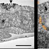  Internalizzazione delle nanoplastiche di polistirene nella linea cellulare di trota. Immagine al microscopio elettronico a trasmissione (TEM)