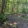 Formazione arborea a dominanza di ontani, con formazioni erbacee a Carex sp., tra gli obiettivi degli interventi a Cadorago. Foto S. Ciadamidaro ENEA