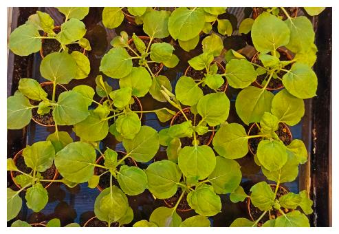 Piante di Nicotiana benthamiana nella serra a contenimento del Laboratorio Biotecnologie ENEA