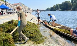 Intervento sperimentale di Estirpazione della vegetazione esotica nel fiume Po