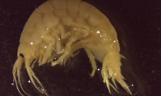 gammarus_setosus_1.jpg 