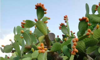 Opuntia ficus-indica (fico d’india)