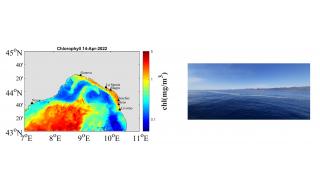 Immagini che mostrano il picco di clorofilla da satellite