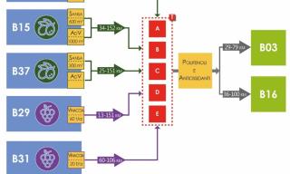 schema valorizzazione sansa